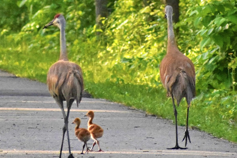 Paul Henry Thornapple Trail - Entire Trail